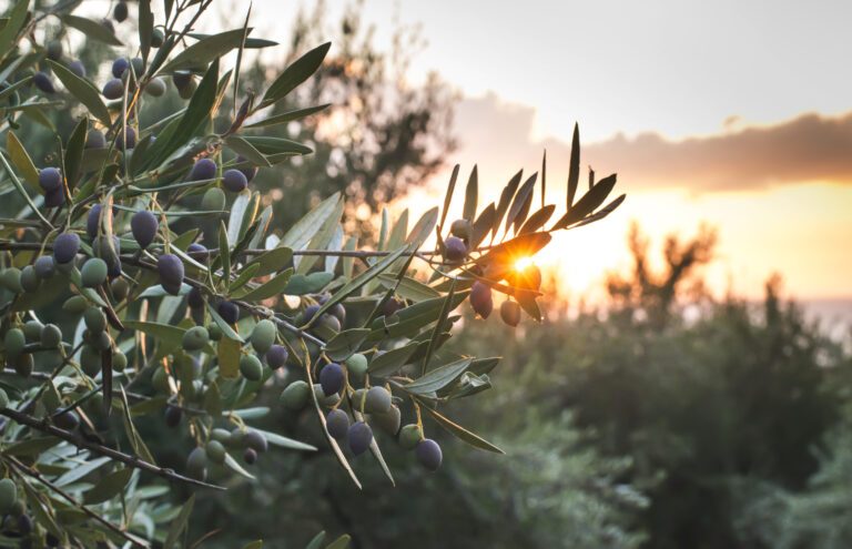 Genießt die Landschaft und die zahlreichen Olivenhaine beim Coaching Retreat in der Toskana von Sarah Sander.